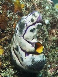 Distinctive Prints: Golden sea squirt (Polycarpa aurata) with striking purple-black patterns on a reef