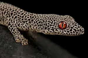 Golden spiny-tailed gecko (Strophurus taenicauda)
