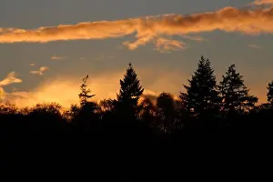 Backlight Prints: A golden sunset glows behind a dark silhouette of evergreen trees
