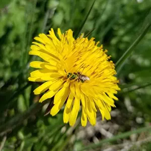 Golden Sweat Bee (Augochlorella aurata) Insecta