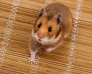 Amusing Prints: Golden, or Syrian Hamster, or Goldhamster (Mesocricetus auratus)