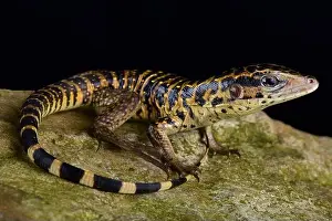 Tegu Prints: The Golden tegu (Tupinambis teguixin) is a large