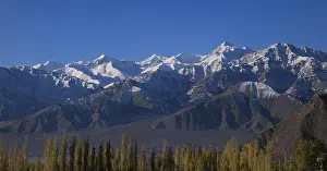 Tibet Prints: Golden tree tops of poplars in Leh and snow capped mountains of the Zanskar Range