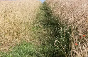 Fertile Prints: golden wheat in a farm field