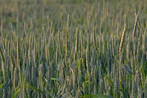 Stalk Prints: Golden wheat stalks rise tall in a lush field under the warm glow of sunset