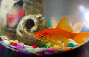 Tank Prints: Goldfish in a bowl. Bowl glass texture, colorful stones and fish toy