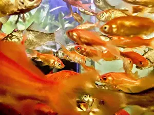 Stockimo Prints: Goldfish in a crowded aquarium underwater