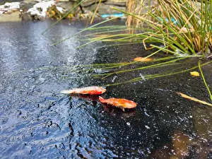 Goldfish Prints: goldfish death in garden pond frozen cold winter