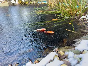 Goldfish Prints: goldfish death in garden pond frozen cold winter