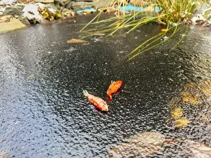 Goldfish Prints: Goldfish froze to death in the garden pond in winter and lay on the ice