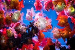 Animal Welfare Prints: Goldfish market, Tung Choi Street North, Kowloon, Hong Kong, China