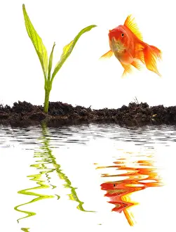 Goldfish Prints: goldfish and young plant showing growth or nature concept