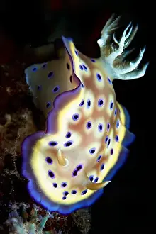 Extreme Close Up Prints: Goniobranchus kuniei nudibranch, Bali, Indonesia