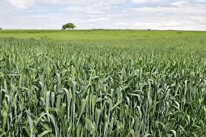 Hybrids Prints: Good sowings of winter wheat in the spring farm field