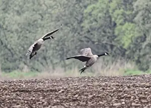 Feral Prints: Goose Canada (Branta canadensis)