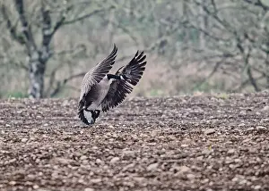 Feral Prints: Goose Canada (Branta canadensis)