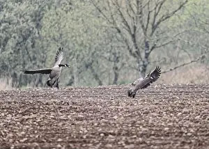 Feral Prints: Goose Canada (Branta canadensis)