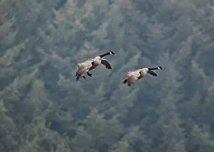 Feral Prints: Goose Canada (Branta canadensis)