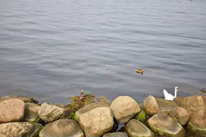 Duckling Prints: Goose and ducks gliding on water surface