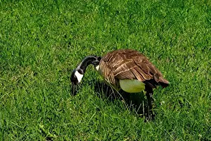 Goslings Prints: A goose eating on green grass background