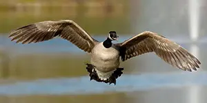 Bernache Prints: a goose in flight