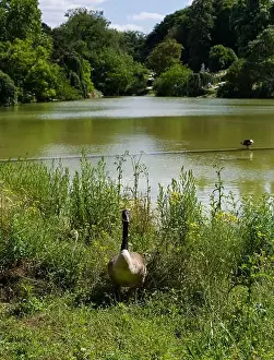 Wild Flowers Prints: A goose with her gosling in a park on a sunny day