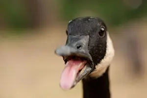 Geese Prints: Goose sticking it's tongue out