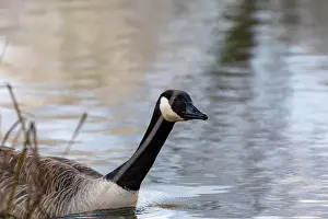Geese Prints: A Goose at West Stow Country Park Lake