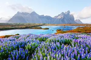 Stokksnes Prints: Gorgeous landscape with blooming lupine flowers field near famous Stokksnes mountains on Vestrahorn cape
