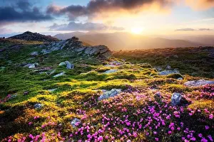Flower Mountain Prints: Gorgeous landscape with charming pink rhododendron flowers at Carpathian mountains