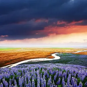 Summer Mountain Prints: Gorgeous landscape with river, lupine flowers field and colourful sunset sky