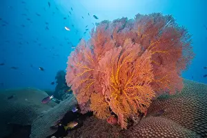 Branching Prints: Gorgonian sea fan blowing in the gentle currents of the south Pacifc Ocean