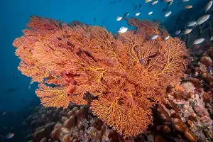Branching Prints: Gorgonian sea fan blowing in the gentle currents of the south Pacifc Ocean