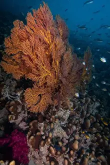 Branching Prints: Gorgonian sea fan blowing in the gentle currents of the south Pacifc Ocean
