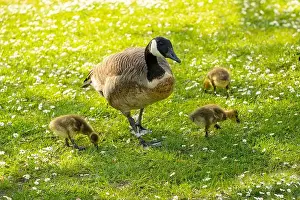 Blank Space Prints: Goslings Canada goose, Brant canadian on green meadow with parents in woodland area