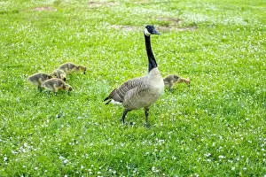 Wild Bird Prints: Goslings Canada goose, Brant canadian on green meadow with parents in woodland area