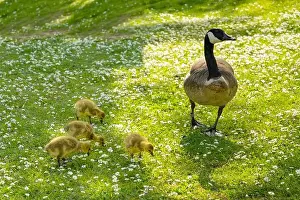 Wild Bird Prints: Goslings Canada goose, Brant canadian on green meadow with parents in woodland area