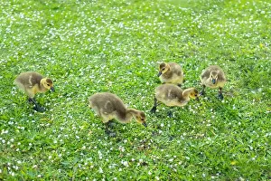 Wild Bird Prints: Goslings Canada goose, Brant canadian on green meadow with parents in woodland area