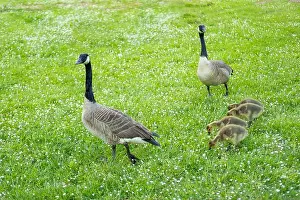 Wild Bird Prints: Goslings Canada goose, Brant canadian on green meadow with parents in woodland area