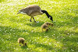 Wild Bird Prints: Goslings Canada goose, Brant canadian on green meadow with parents in woodland area