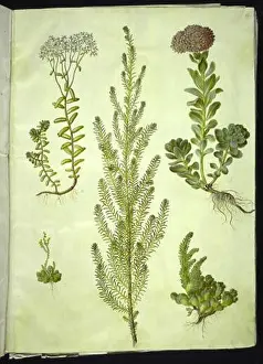 Gouache Prints: Gouache drawing by Hans Simon Holtzbecker and Maria Sibylla Merian depicts Sedum album