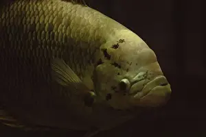 Wild Lake Prints: Gourami big fish in the freshwater aquarium