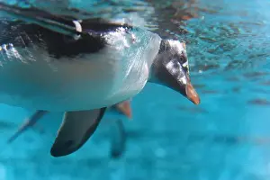Underwater Scene Prints: Grace in Motion: Close-Up of Penguin Swimming Underwater