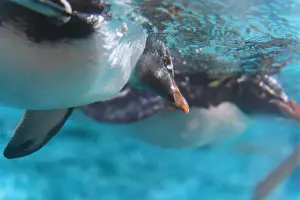 Underwater Scene Prints: Grace in Motion: Close-Up of Penguin Swimming Underwater