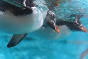 Underwater Scene Prints: Grace in Motion: Close-Up of Penguin Swimming Underwater