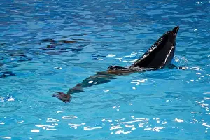Aquatic Park Prints: Graceful Dolphin Swimming in Crystal Clear Aquatic Environment