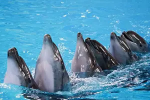 Thrill Prints: Graceful Dolphins in Unison Swimming Playfully in Aquatic Paradise