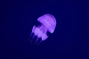 Aquatic Animal Prints: Graceful Encounter: Barrel Jellyfish Gliding through the Ocean Depths