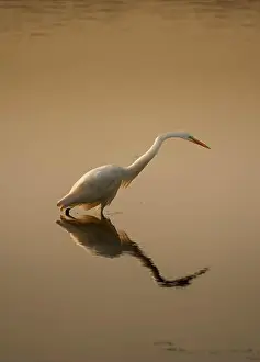 Ardea Alba Prints: A graceful great egret wades through shallow water