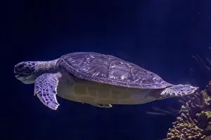 Sea Creature Prints: Graceful Green Sea Turtle Gliding Through Ocean Depths